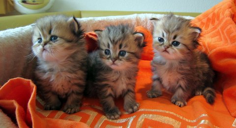 Alexis, Amadaeus und Adonis