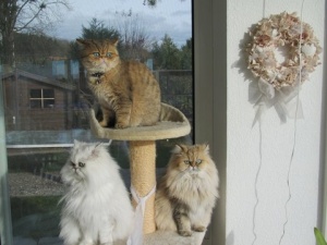 Trio auf Katzenbaum