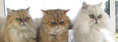 Xanadu, Siro und Ramirez