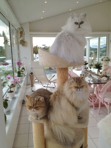 Gruppenfoto auf Katzenbaum