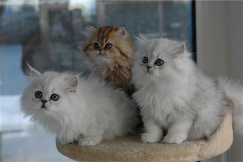 Trio auf Katzenbaum Trio auf Katzenbaum