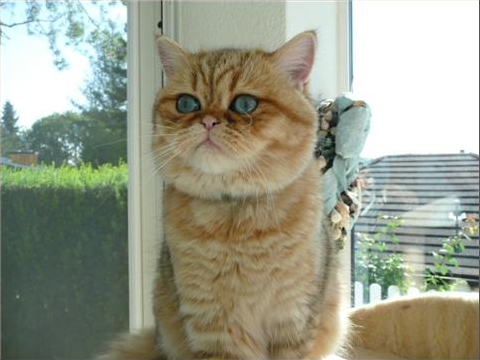 Snowcat’s One Siro