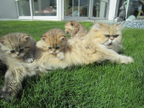 Familienfoto